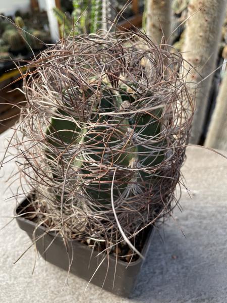 Astrophytum capricorne var. aureum